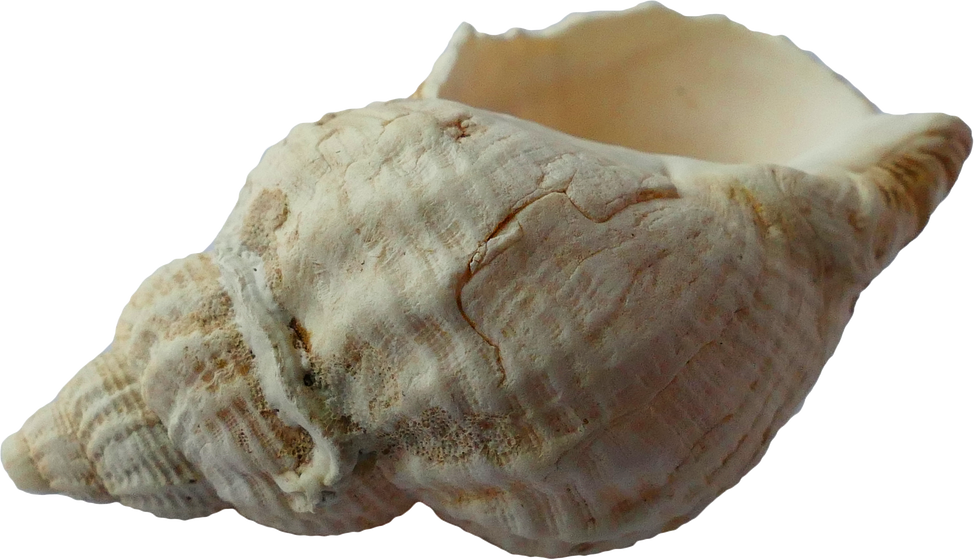 White Conch Shell